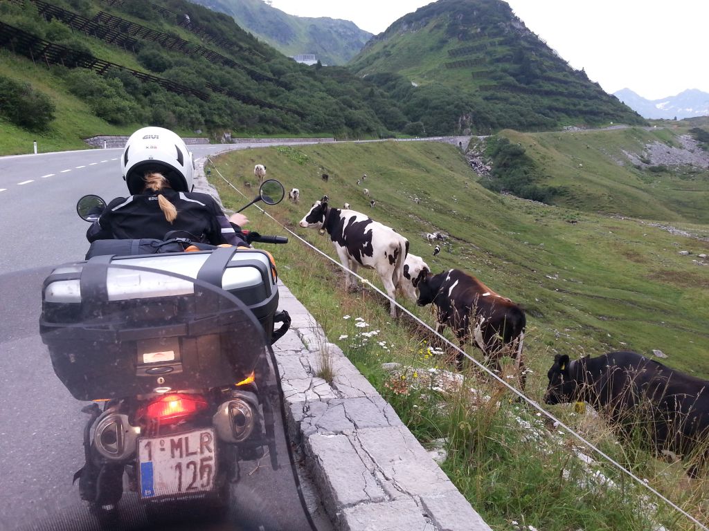 Agata_Alps_cows