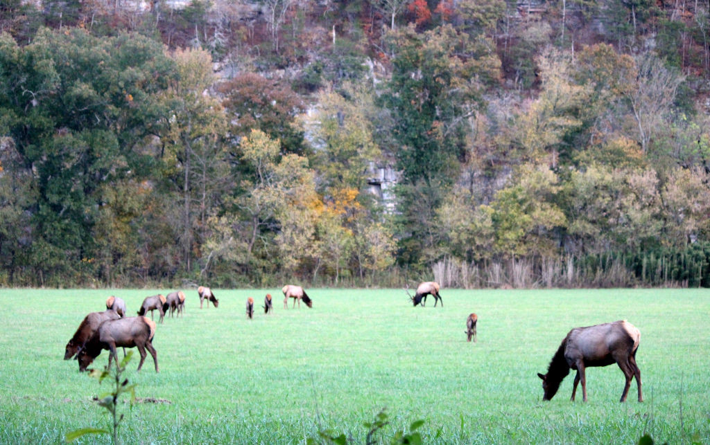 Elk in a pasture
