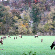 ChrisGibbany_elk in pasture