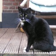 MINOLTA DIGITAL CAMERA