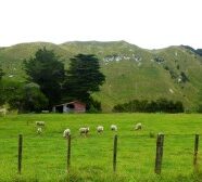 NZ2