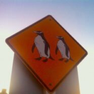 SarahHart_Roadtrip – penguin crossing