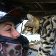 SarahHart_Self – cat greeting after roadtrip