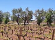 Spain Penedes riding among the vinyas in the spring_photo courtesy Christopher Calvert