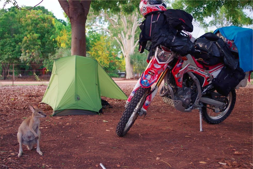 Women Who Ride: Camping in Australia. A swamp wallaby pays a visit.