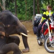 StephJeavons_elephant