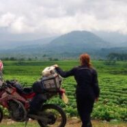 StephJeavons_ricepaddies